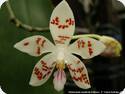 Phal. zebrina Palawan